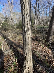 Robinia pseudoacacia