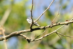 Setophaga cerulea