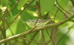 Setophaga cerulea