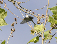 Setophaga cerulea
