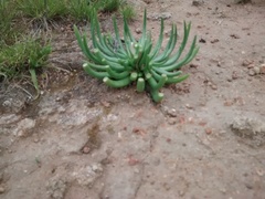 Phemeranthus napiformis