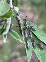 Parasphecodes