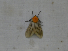 Pseudischnocampa nervosa