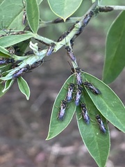 Parasphecodes