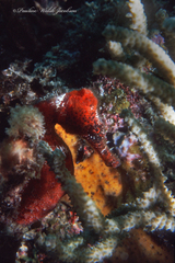 Hippocampus reidi