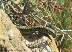 Podarcis siculus siculus