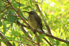 Nectarinia famosa famosa