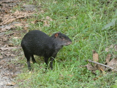 Dasyprocta fuliginosa