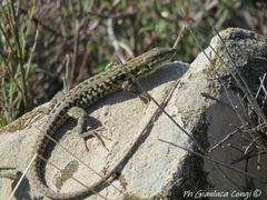 Podarcis siculus siculus