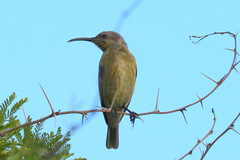 Nectarinia famosa famosa