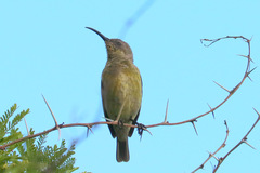 Nectarinia famosa famosa