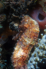 Hippocampus reidi