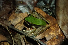 Odorrana hosii