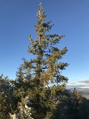 Pseudotsuga menziesii