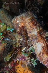 Hippocampus reidi