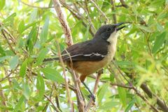 Laniarius ferrugineus ferrugineus