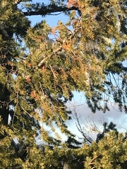 Pseudotsuga menziesii