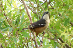 Laniarius ferrugineus ferrugineus