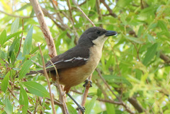Laniarius ferrugineus ferrugineus