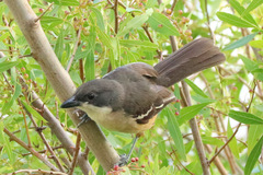 Laniarius ferrugineus ferrugineus