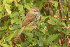Prinia maculosa maculosa