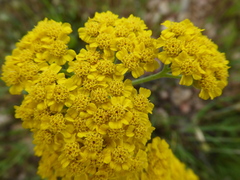 Achillea ageratum
