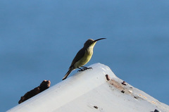 Nectarinia famosa famosa