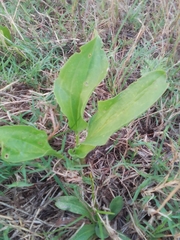 Plantago tomentosa