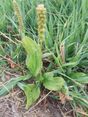 Plantago tomentosa