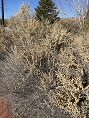 Atriplex canescens