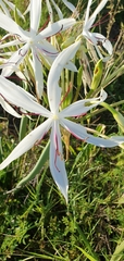 Crinum