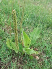 Plantago tomentosa