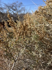 Atriplex canescens