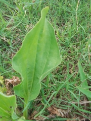 Plantago tomentosa