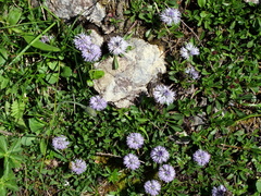 Globularia cordifolia