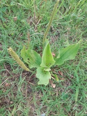 Plantago tomentosa