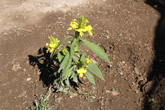 Barleria oenotheroides