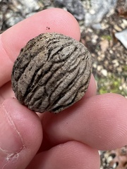 Juglans major