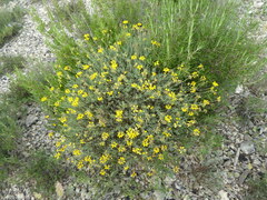 Coronilla minima lotoides