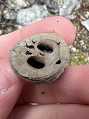 Juglans major
