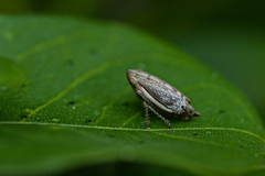 Cercopoidea