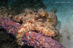 Octopus americanus