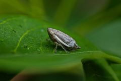 Cercopoidea