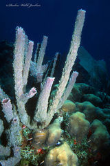 Callyspongia aculeata