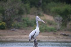Pelecanus philippensis
