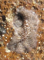 Pericelis