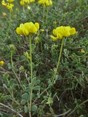 Coronilla minima lotoides