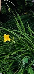 Hemerocallis