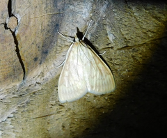 Ostrinia nubilalis