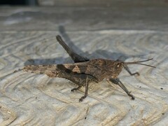 Xyleus discoideus venezuelae